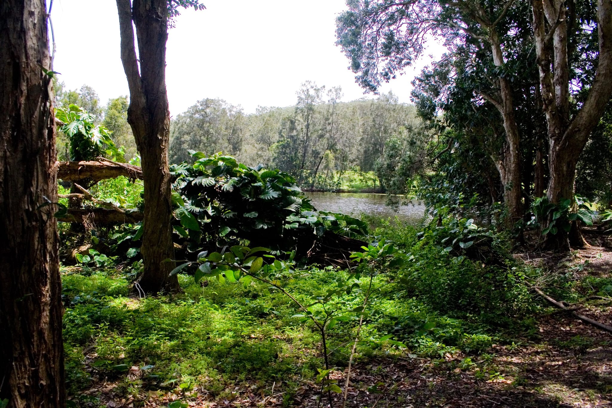 Bushland beside the water at Currumbin Wildlife Sanctuary