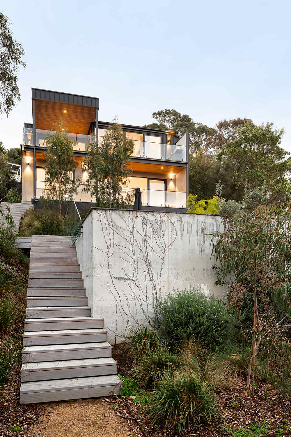 Banksia