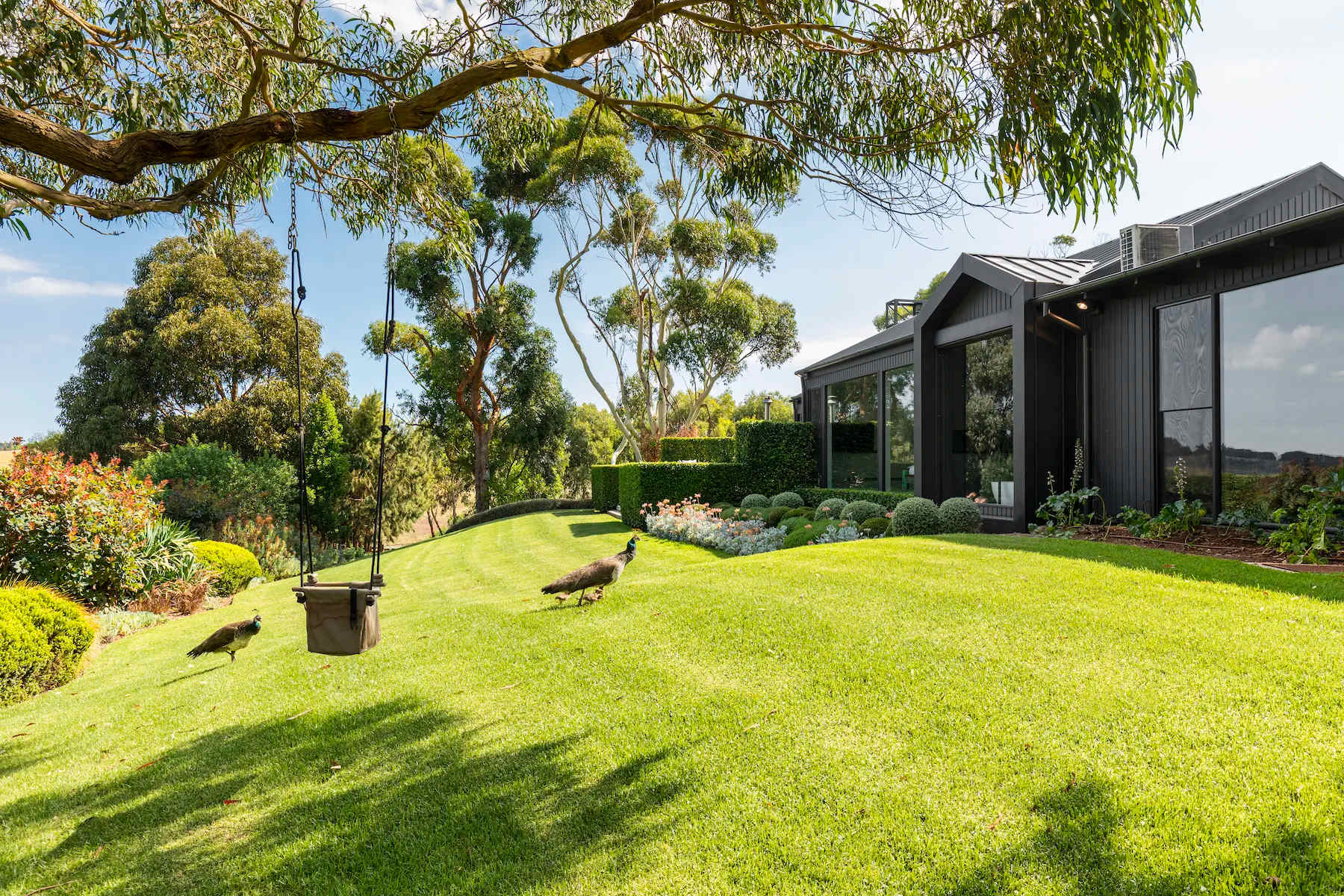 The green lawn at Musk Creek with a rope swing, peafowl and the dark house beyond