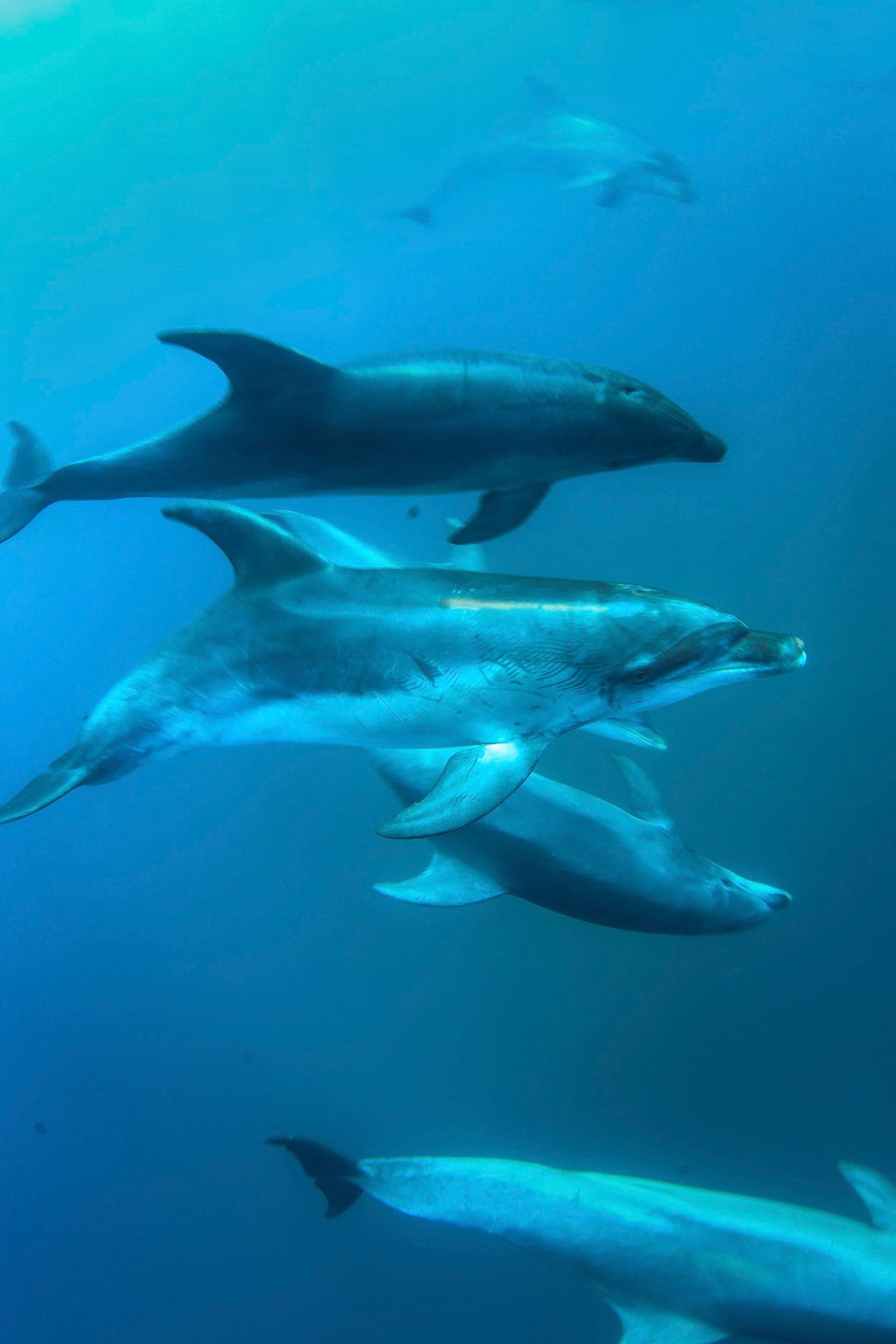 Moonraker Dolphin Swims